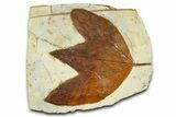 Fossil Sycamore Leaf (Macginitiea) - Montana #377882-1